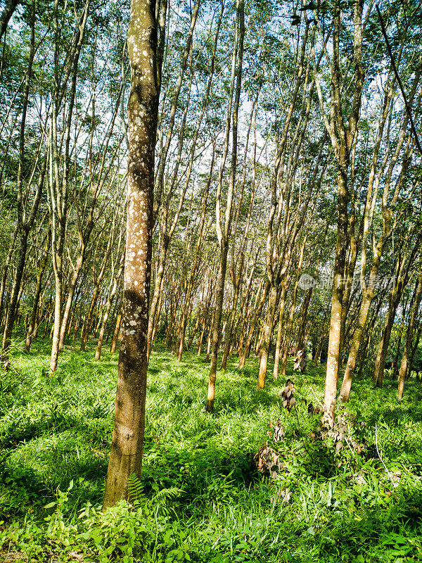 橡胶树(橡胶树)开采树液种植园