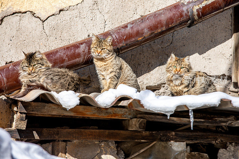 小猫们躺在滚烫的火炉旁的雪地上