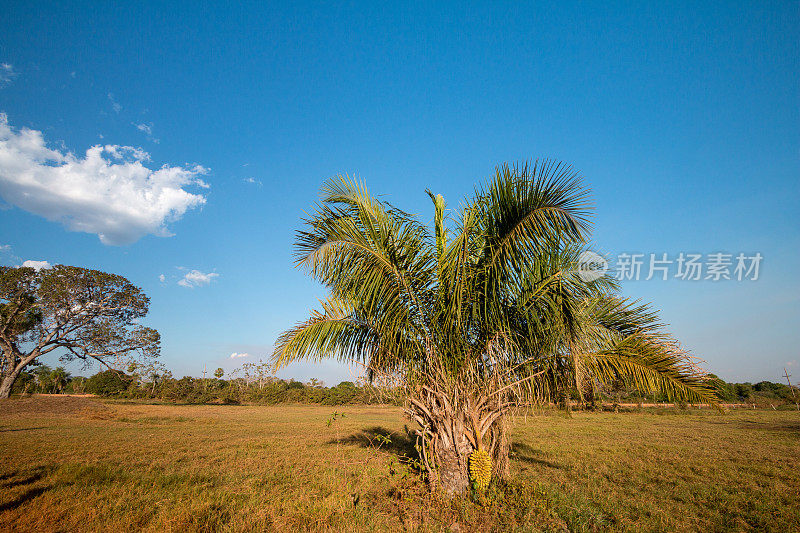 巴西潘塔纳尔的棕榈树