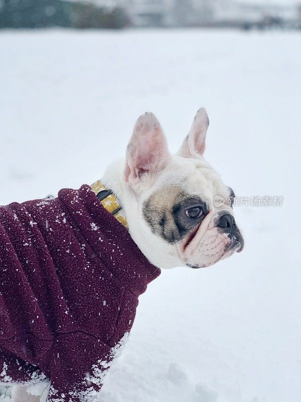 在一个下雪天遛法国斗牛犬，英国
