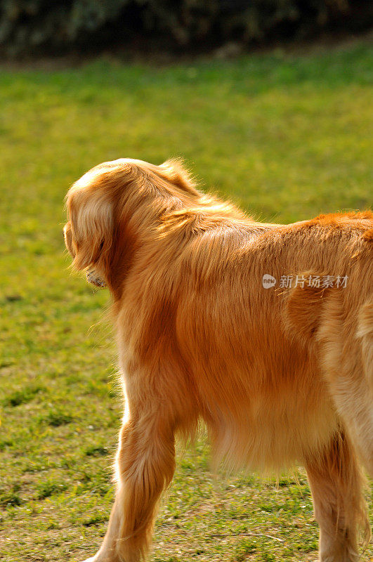 金毛猎犬成人