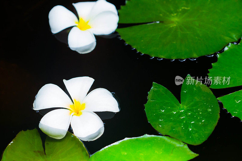 热带花鸡蛋花荷叶浮水。水疗，健康，夏季背景