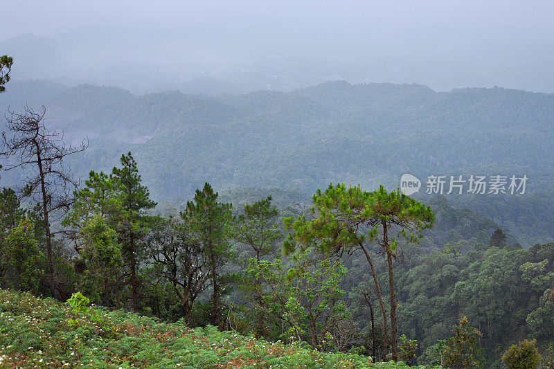 从Doi孟Angkhet山俯瞰雨林