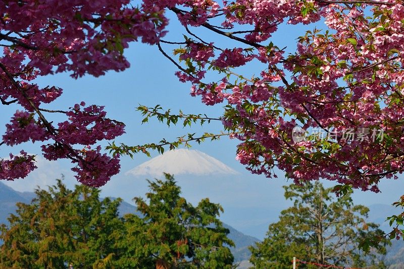 富士山和樱花