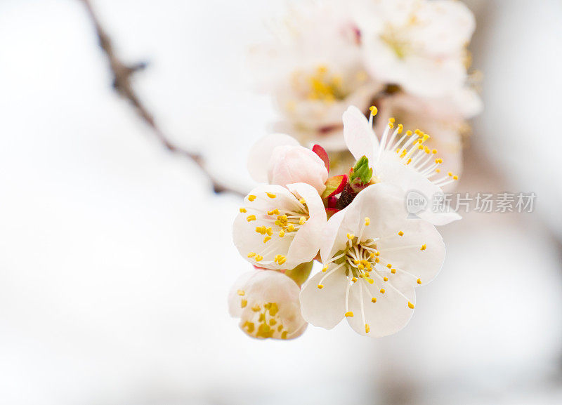 花杏春。