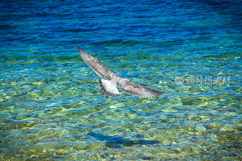 海鸥起飞在水面上，俯视图，背景与vignette，选择焦点