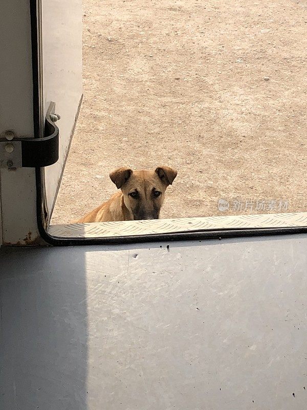 一只小狗在门口等着