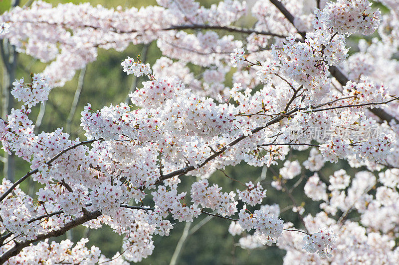 樱花