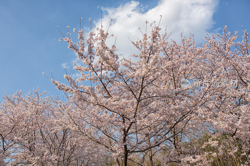 樱花