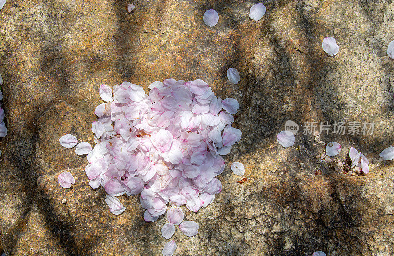 樱花的花瓣