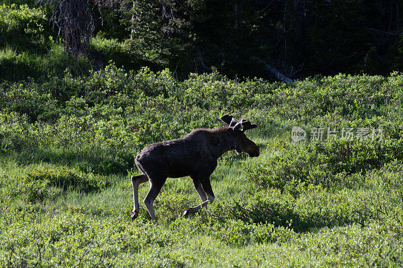 在北科罗拉多森林中快速移动的驼鹿
