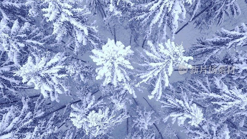 空中下来的相机变焦视频美丽的蓝色冬天松树雪覆盖森林在4K