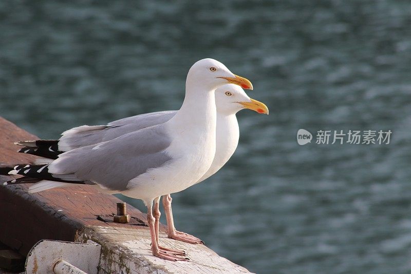 两只海鸥在港口的码头边