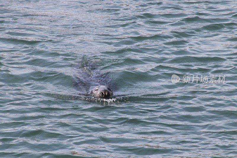 港海豹游泳