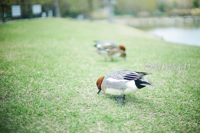 野鸭