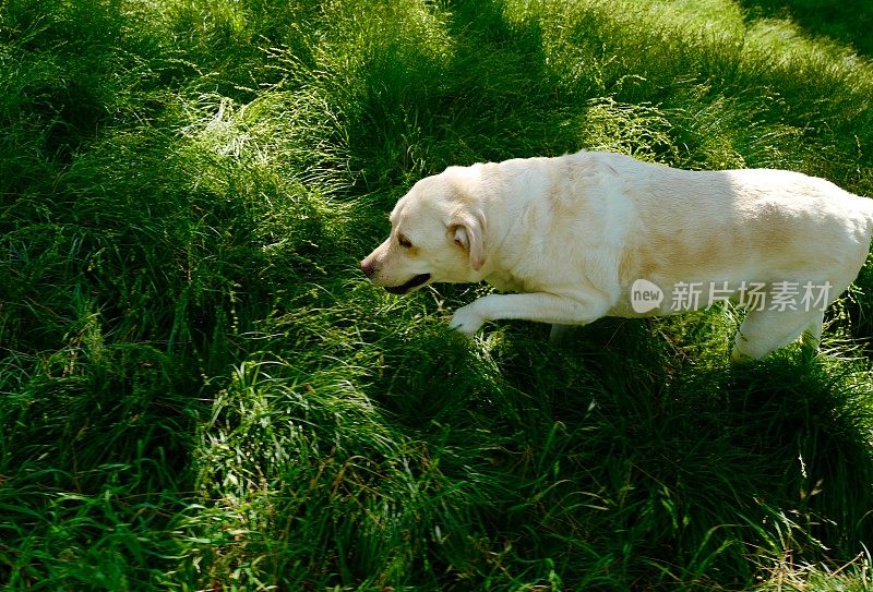 拉布拉多寻回犬