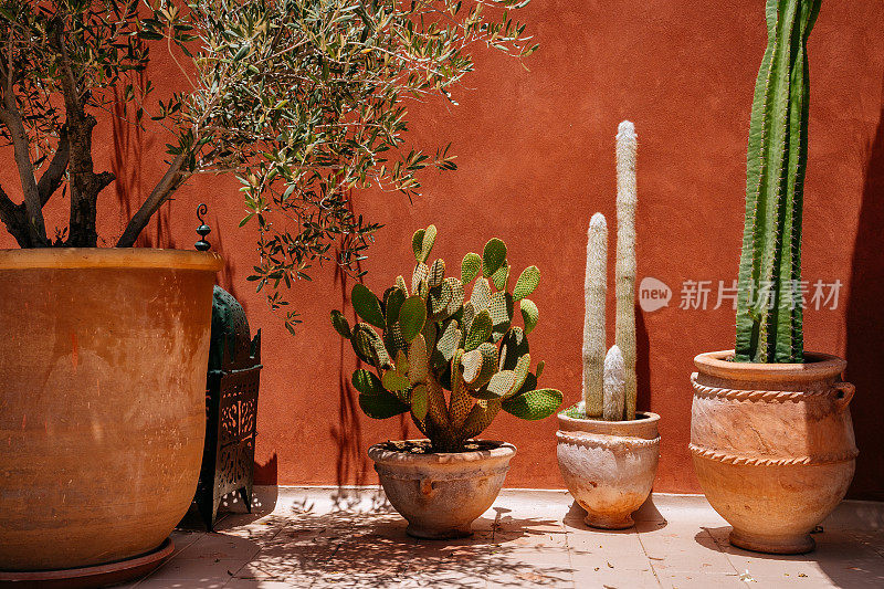 摩洛哥的梯田，有一盏大灯，仙人掌和传统陶罐中的鲜花