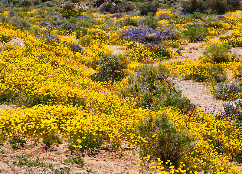 春季野花在沙漠中盛开