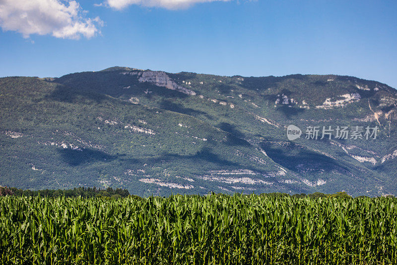 玉米地与法国布吉山脉的背景在Ain省奥弗涅-罗纳-阿尔卑斯地区