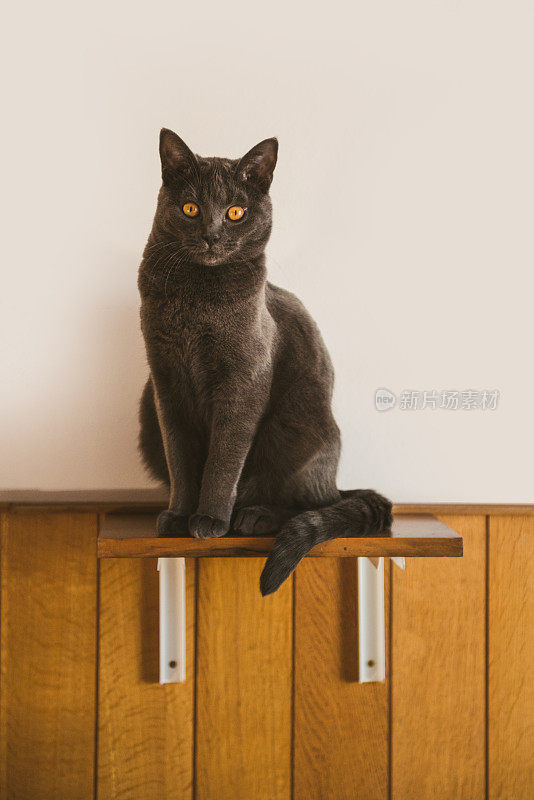 1岁的夏特鲁猫在架子上摆姿势