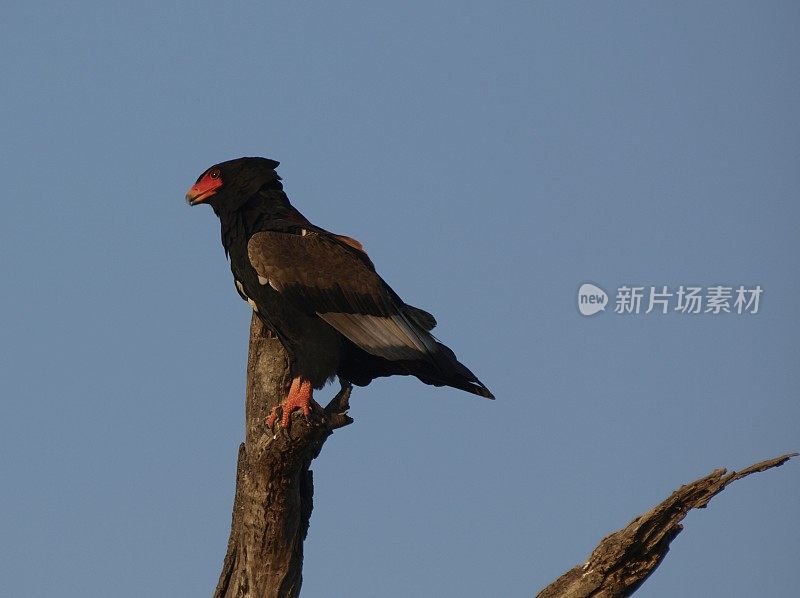 南非林波波市，刺丛动物保护区