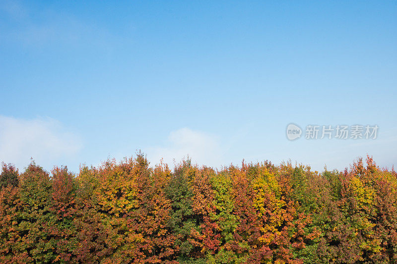 秋天的树线和清澈的蓝天背景