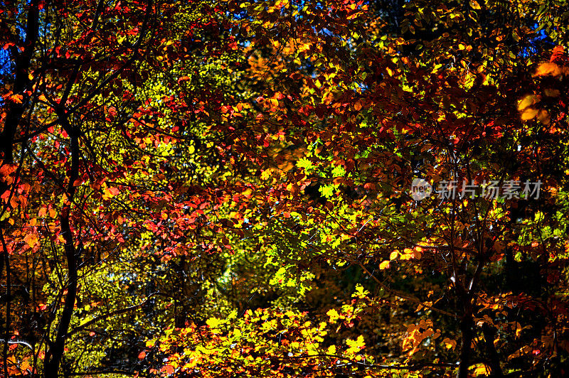 秋天在费尔蒙特公园，费城，宾夕法尼亚州
