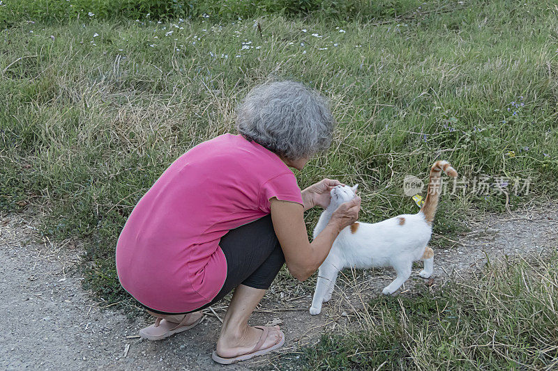 老女人和猫的爱情