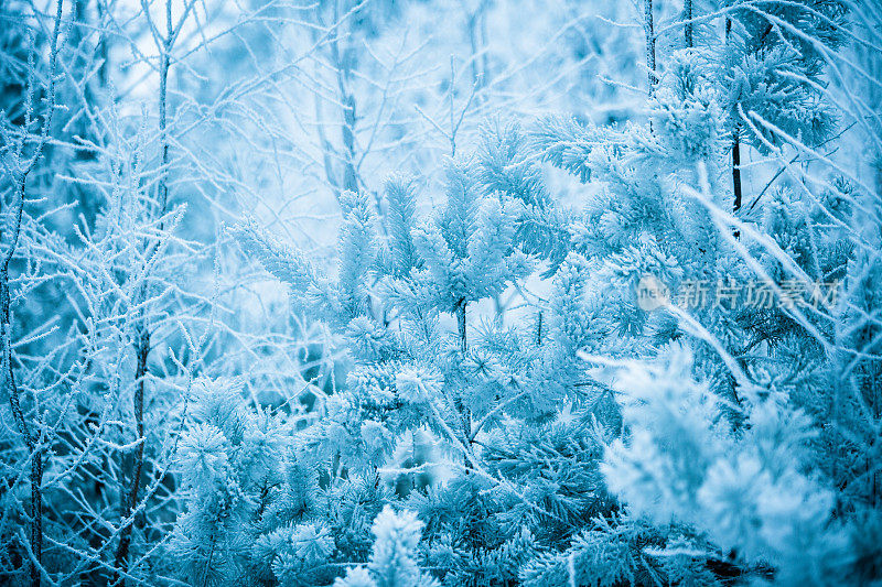 冬天的景象――结了霜的松枝上覆盖着一层雪。树林里的冬天