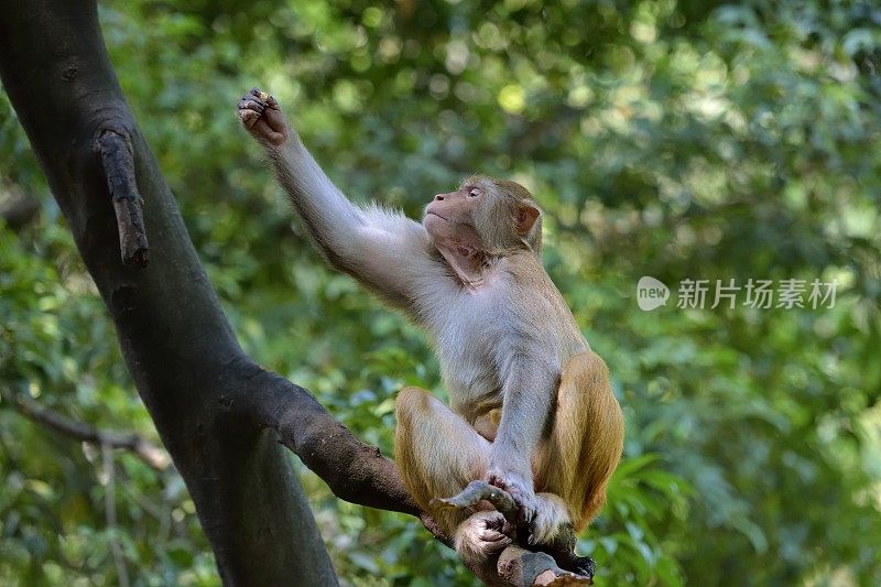 猴子去抓食物