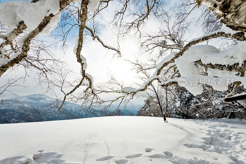 山上的树枝覆盖着雪