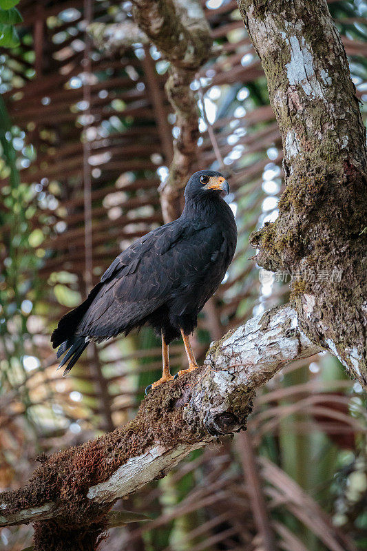哥斯达黎加常见的黑鹰