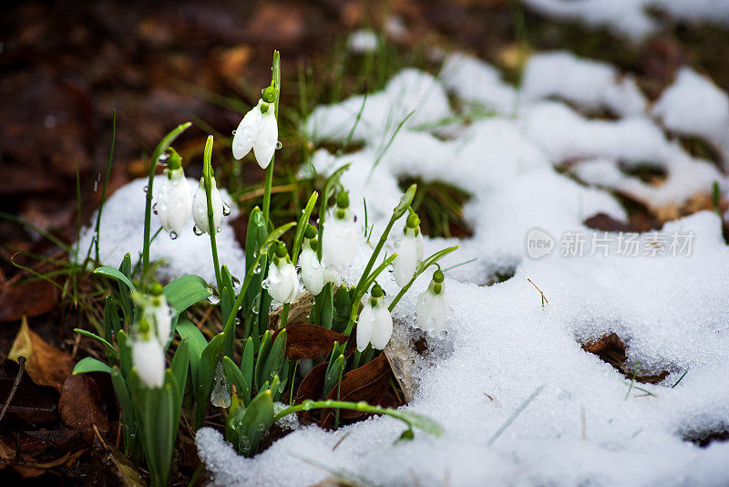 春天的雪花莲从雪中绽放