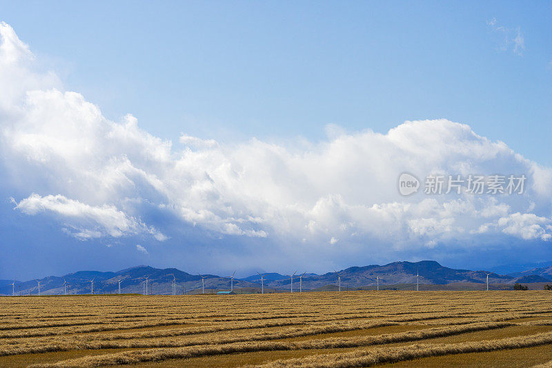 蓝天下收获的农田后面的风力涡轮机
