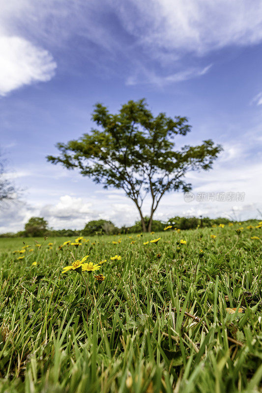 黄色的雏菊在田野和蓝色的云天与树。