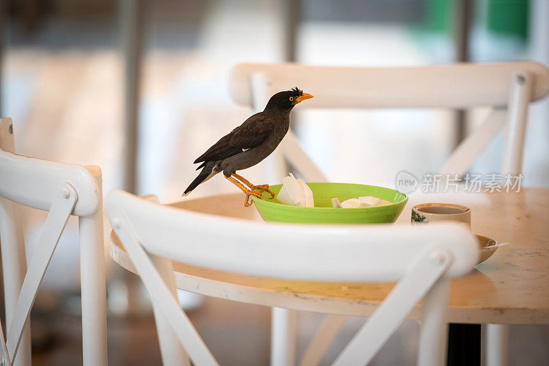 小鸟看着盘子里的剩菜