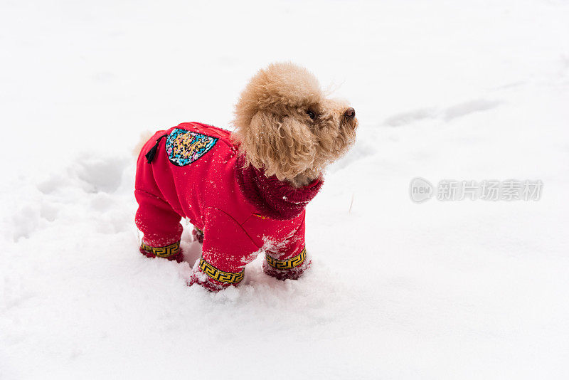 雪天里，泰迪狗穿着中国的衣服和鞋子在雪地里玩耍