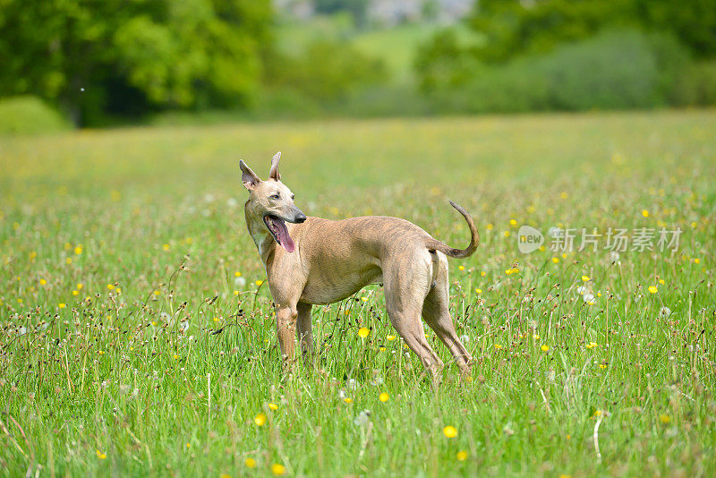 美丽的棕褐色灰狗站在草地上
