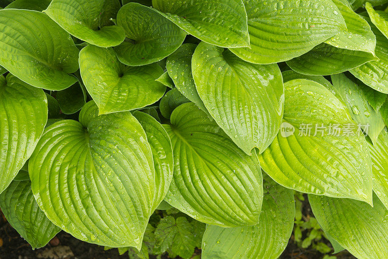 年轻的叶玉簪属草本植物。雨中植物的叶子