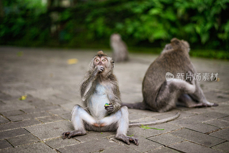 乌布圣猴森林里的猕猴