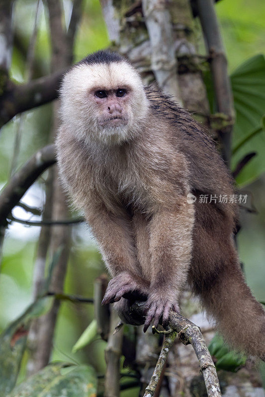 厄瓜多尔南部，白脸卷尾猴