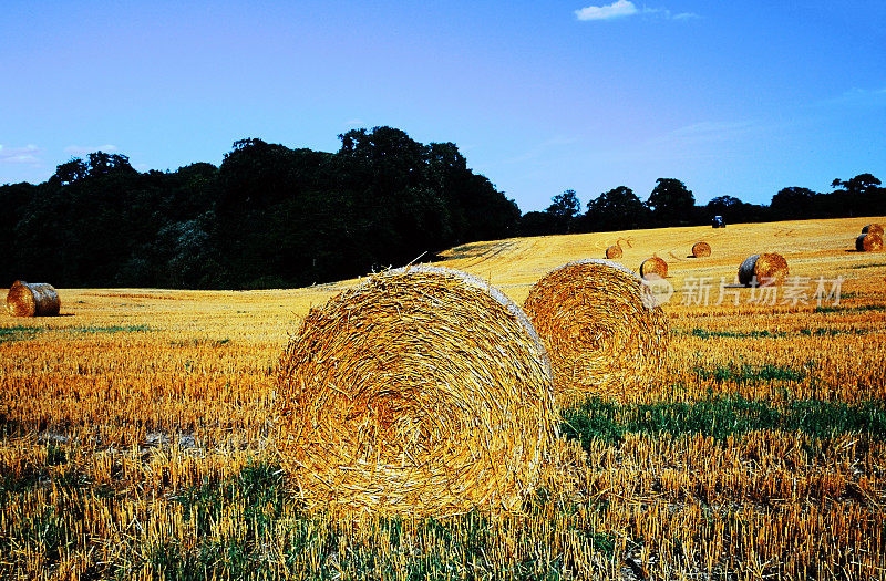 英国中部伍斯特郡的农田作物夏季景观拍摄的电影