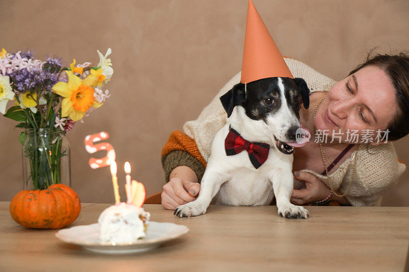 杰克罗素用蛋糕庆祝生日