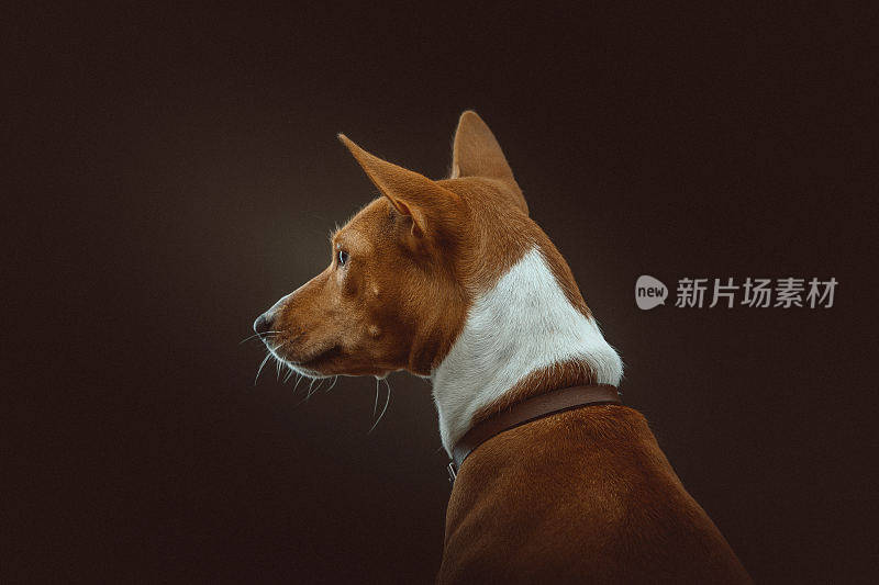 巴辛吉梗犬