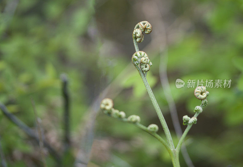 在季节性蕨类生长中展开的蕨类