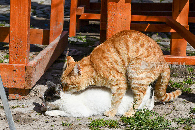 猫交配。