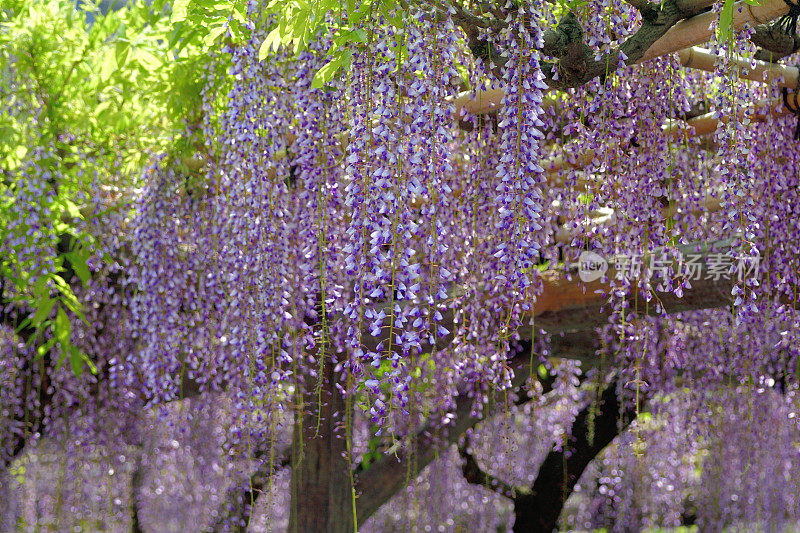 日本紫藤花