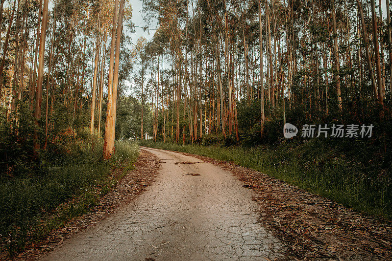 穿过自然区域的道路