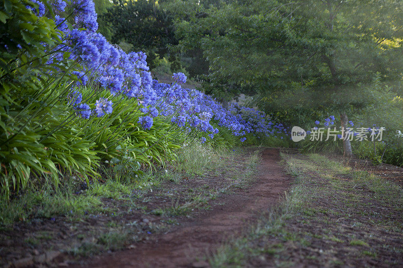 乡村道路与盛开的agapapthus