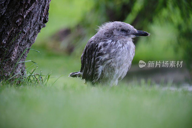 年轻的海鸥，灰色的羽毛直视镜头，风慢慢吹它的羽毛，而它休息在绿色的草地上。近距离拍摄，侧面。